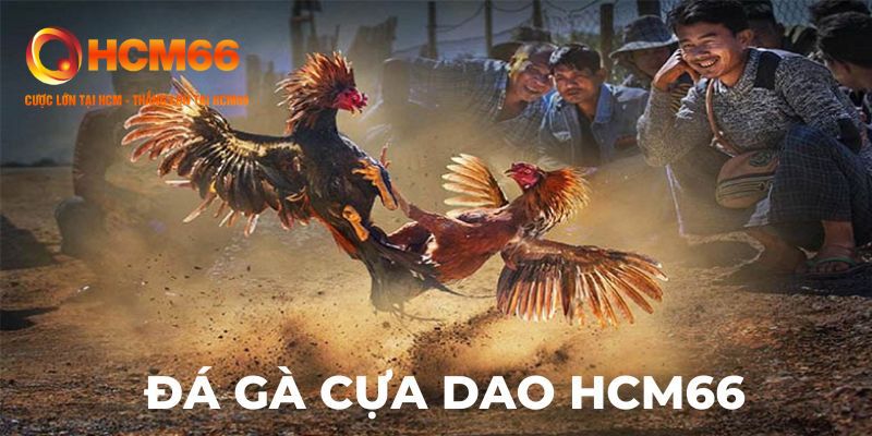 Trải nghiệm chân thật tại trường gà quốc tế